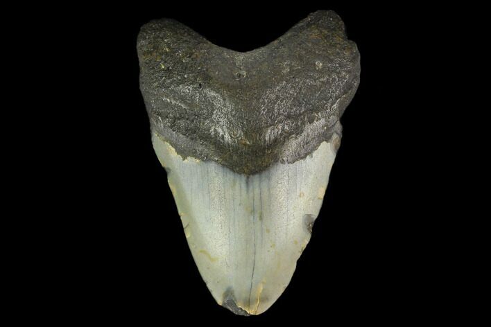 Fossil Megalodon Tooth - North Carolina #131601